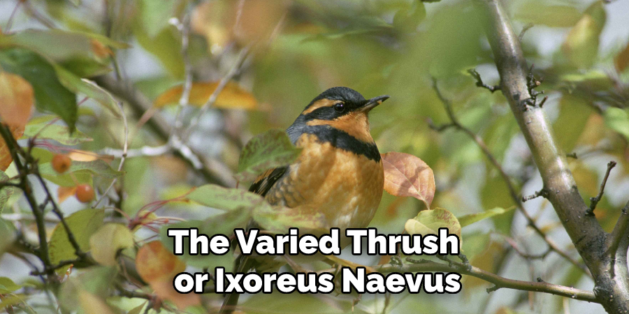 The Varied Thrush or Ixoreus Naevus