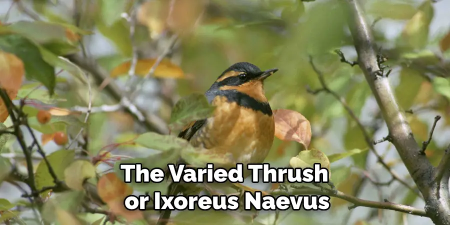 The Varied Thrush or Ixoreus Naevus