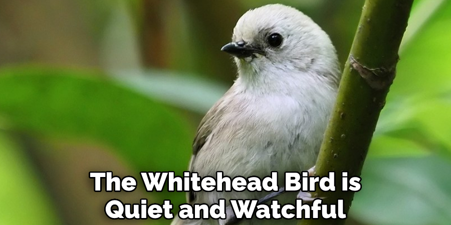 The Whitehead Bird is Quiet and Watchful