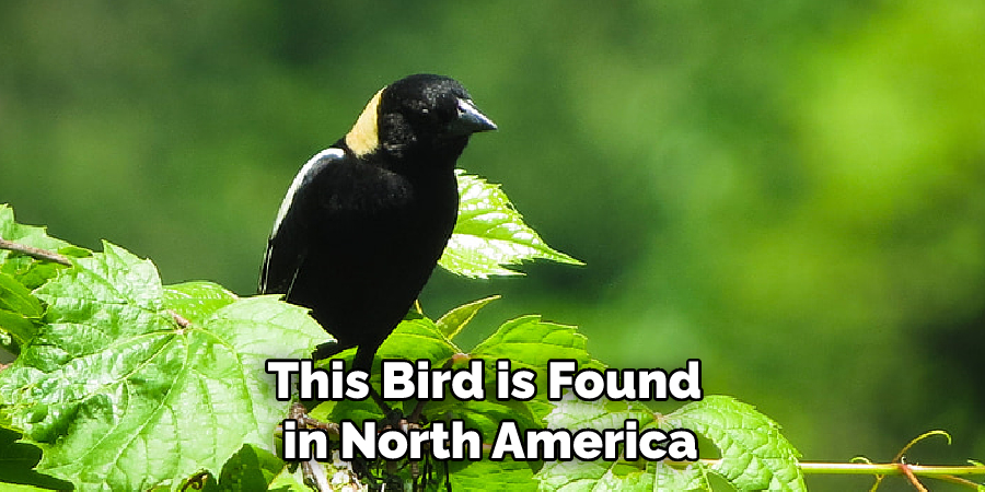 This Bird is Found in North America