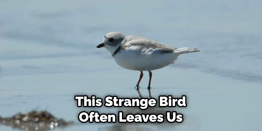 This Strange Bird Often Leaves Us