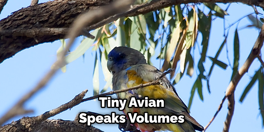 Tiny Avian Speaks Volumes