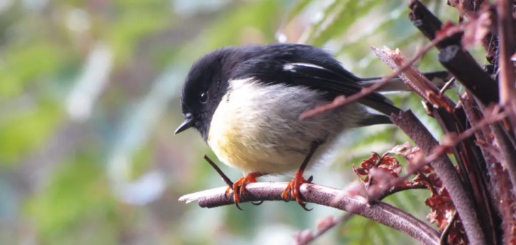 Tomtit Spiritual Meaning, Symbolism and Totem