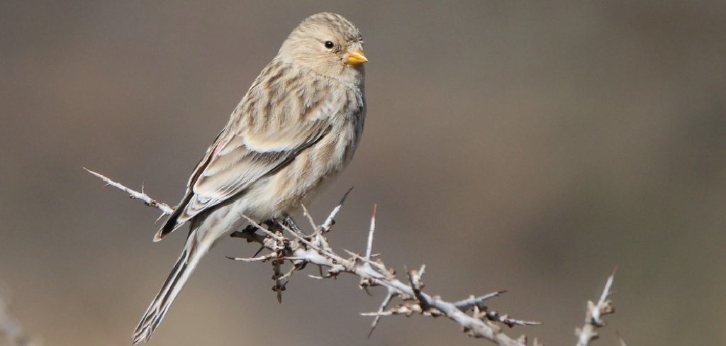 Twite Spiritual Meaning, Symbolism and Totem