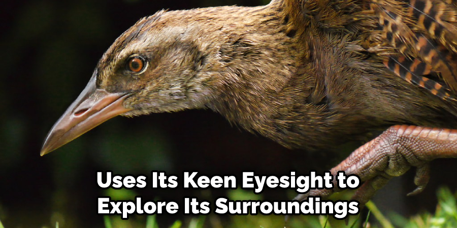Uses Its Keen Eyesight to Explore Its Surroundings