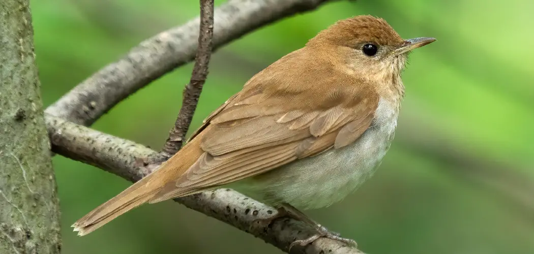 Veery Spiritual Meaning, Symbolism and Totem