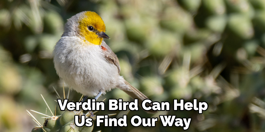 Verdin Bird Can Help Us Find Our Way