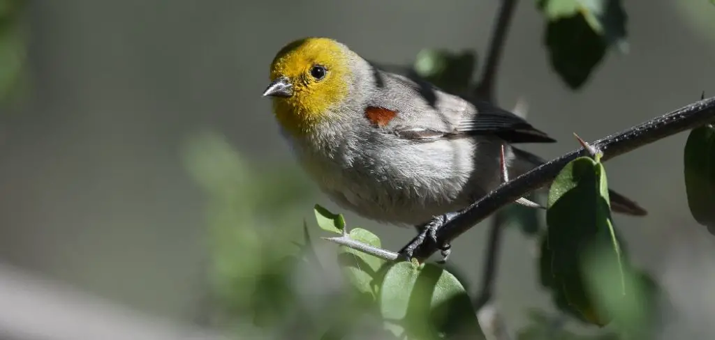 Verdin Spiritual Meaning, Symbolism and Totem