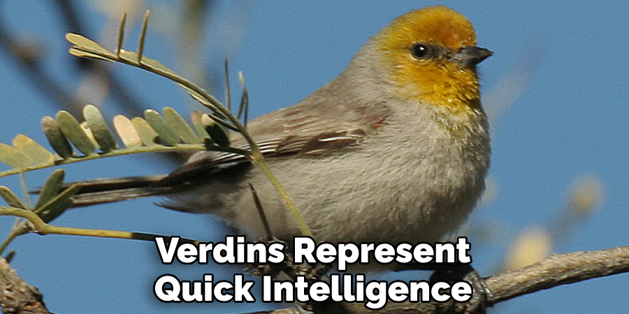 Verdins Represent
Quick Intelligence