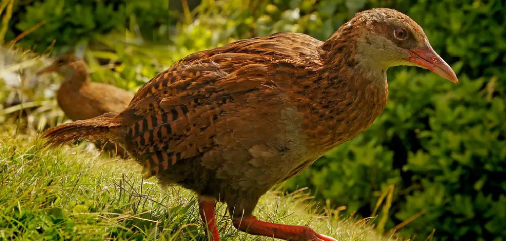 Weka Spiritual Meaning, Symbolism and Totem