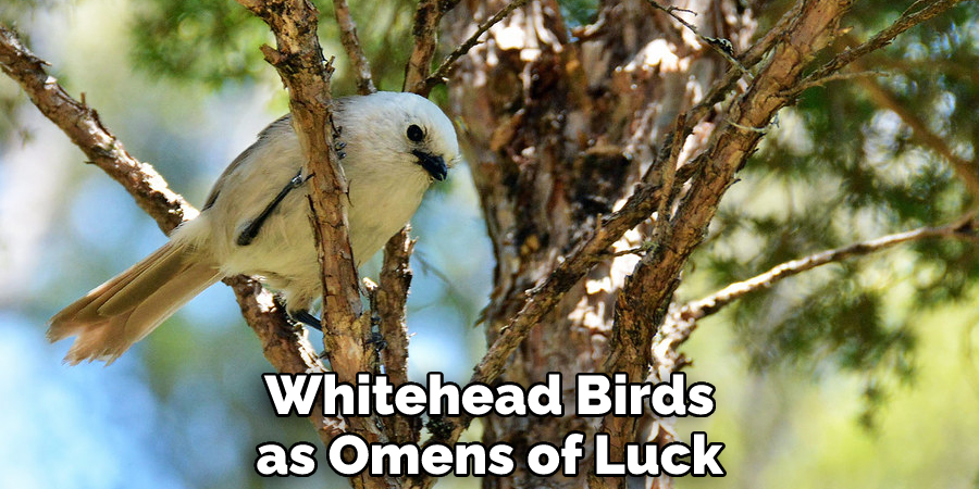 Whitehead Birds as Omens of Luck