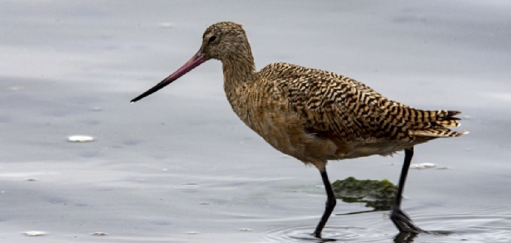 Willet Spiritual Meaning, Symbolism and Totem