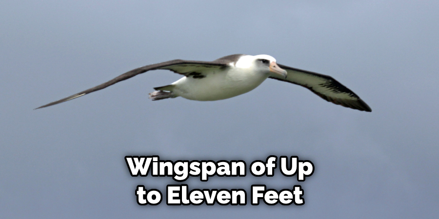 Wingspan of Up to Eleven Feet