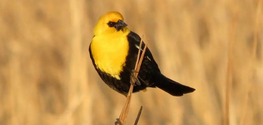 Yellow-headed Spiritual Meaning, Symbolism and Totem