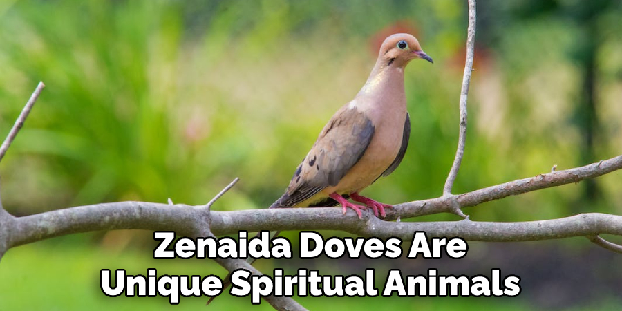 Zenaida Doves Are Unique Spiritual Animals