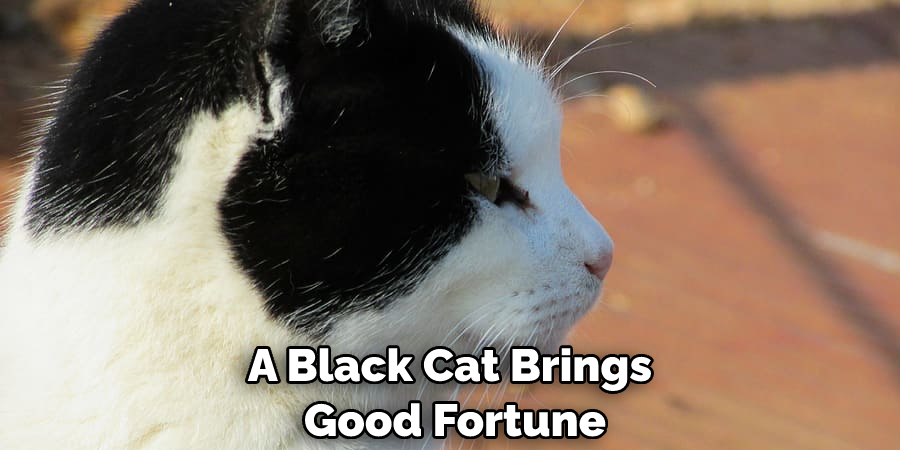 A Black Cat Brings Good Fortune
