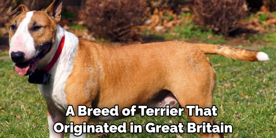 A Breed of Terrier That Originated in Great Britain