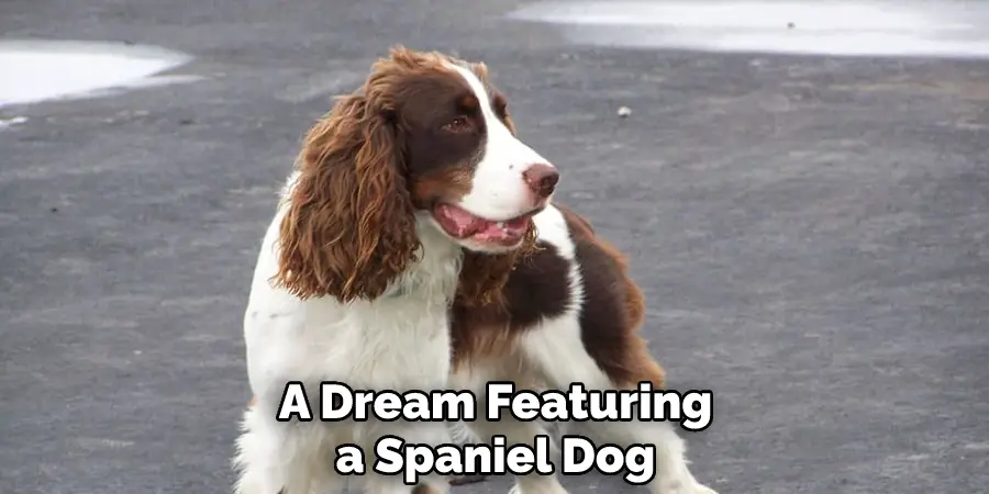 A Dream Featuring a Spaniel Dog