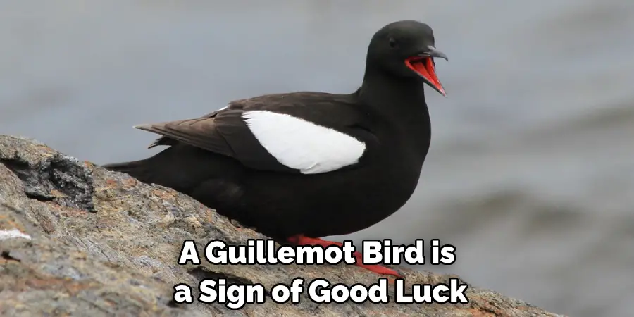 A Guillemot Bird is a Sign of Good Luck