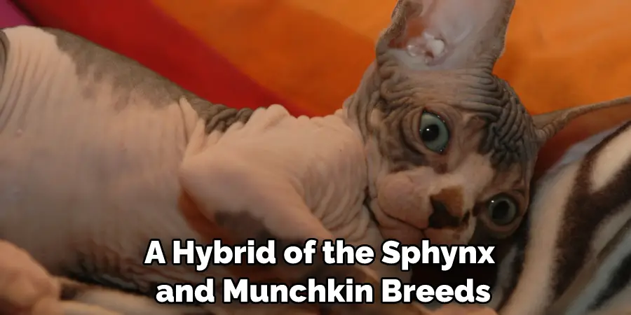 A Hybrid of the Sphynx and Munchkin Breeds