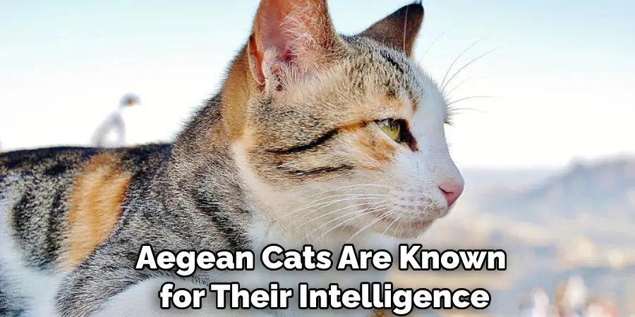 Aegean Cats Are Known for Their Intelligence