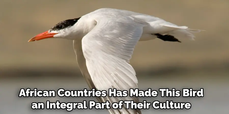 African Countries Has Made This Bird an Integral Part of Their Culture