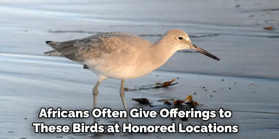  Africans Often Give Offerings to These Birds at Honored Locations