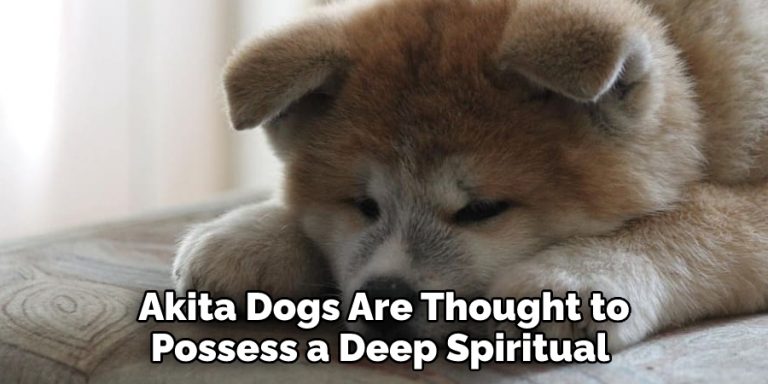 Akita Spiritual Meaning, Symbolism and Totem | Detailed Guide