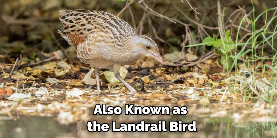 Also Known as the Landrail Bird