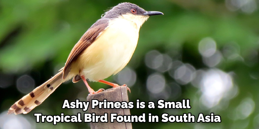 Ashy Prineas is a Small Tropical Bird Found in South Asia
