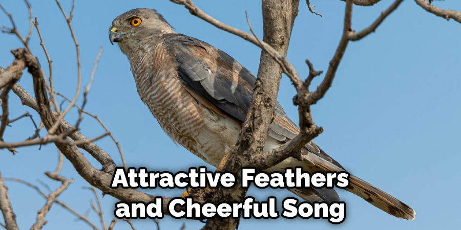 Attractive Feathers and Cheerful Song