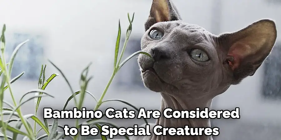  Bambino Cats Are Considered to Be Special Creatures