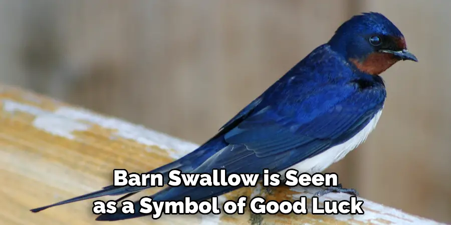 Barn Swallow is Seen as a Symbol of Good Luck