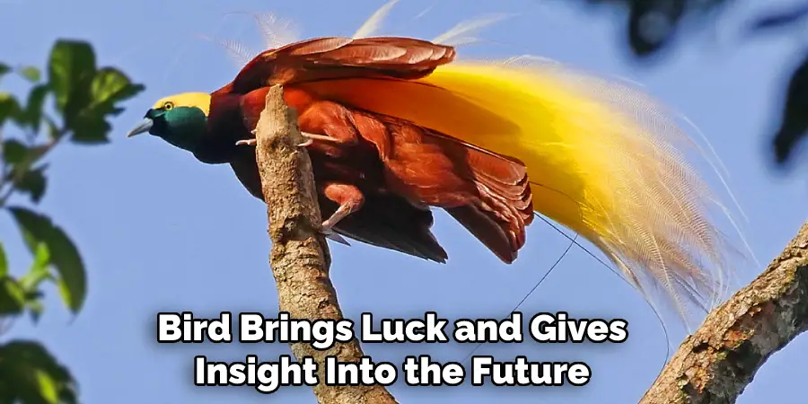  Bird Brings Luck and Gives Insight Into the Future