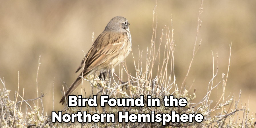 Bird Found in the Northern Hemisphere