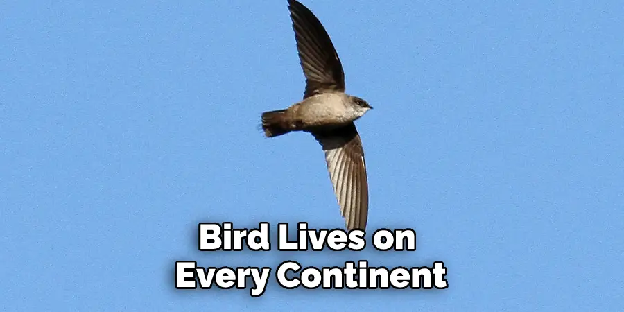 Bird Lives on Every Continent