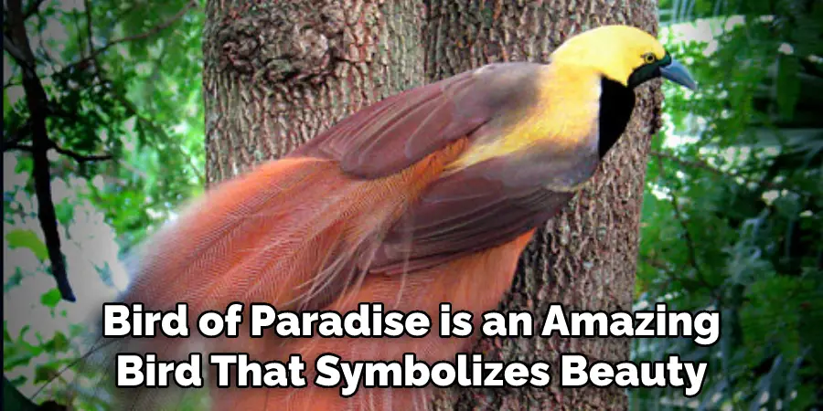  Bird of Paradise is an Amazing Bird That Symbolizes Beauty