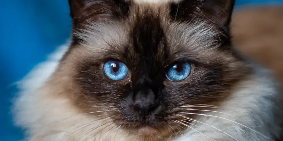 Birman Spiritual Meaning, Symbolism and Totem