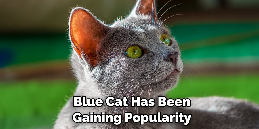  Blue Cat Has Been Gaining Popularity