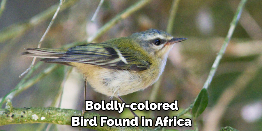  Boldly-colored Bird Found in Africa