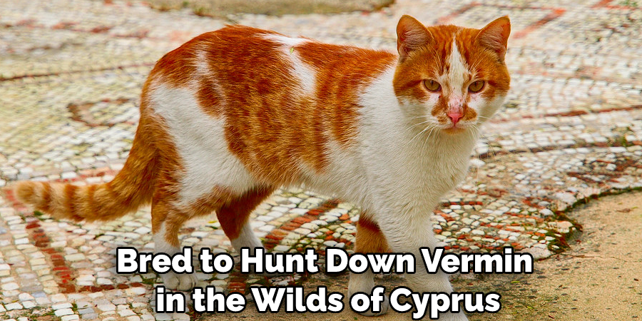Bred to Hunt Down Vermin in the Wilds of Cyprus