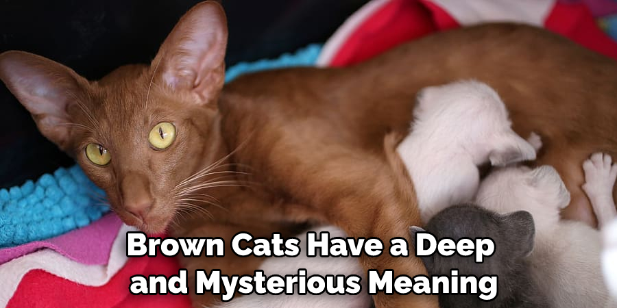 Brown Cats Have a Deep and Mysterious Meaning