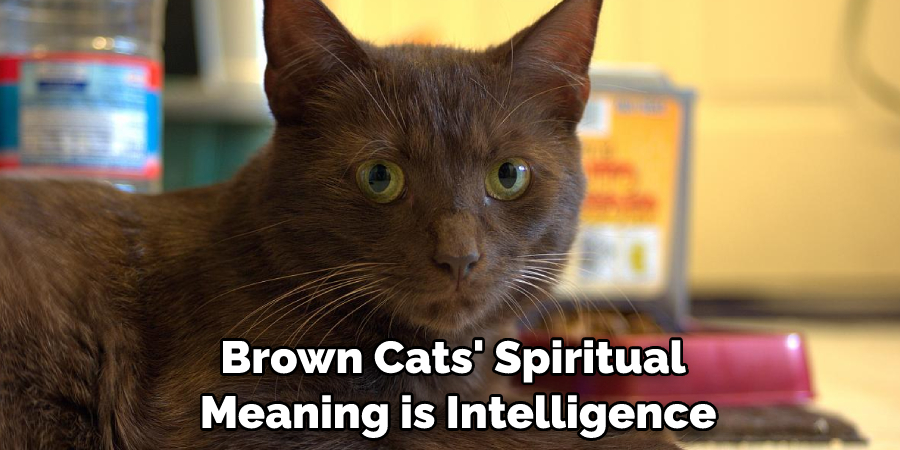 Brown Cats' Spiritual Meaning is Intelligence