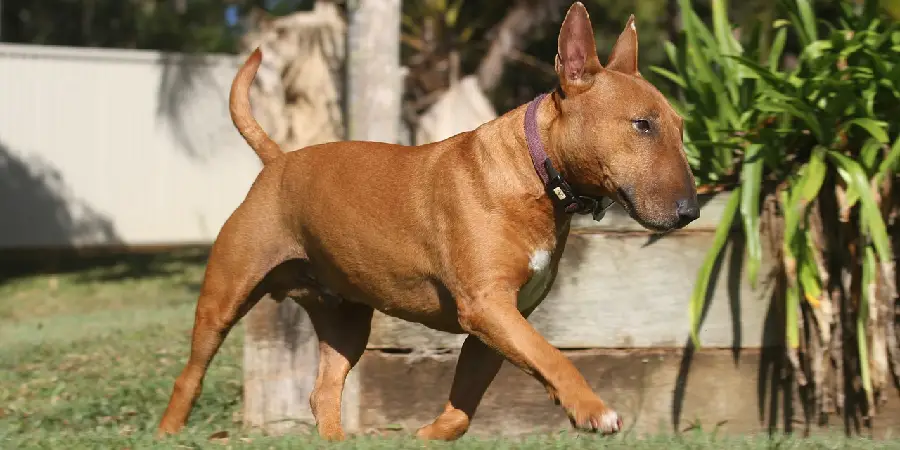 Bull Terrier Spiritual Meaning, Symbolism and Totem