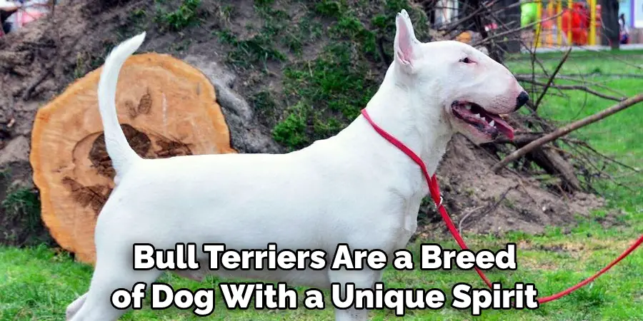 Bull Terriers Are a Breed of Dog With a Unique Spirit 