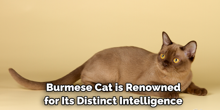  Burmese Cat is Renowned for Its Distinct Intelligence