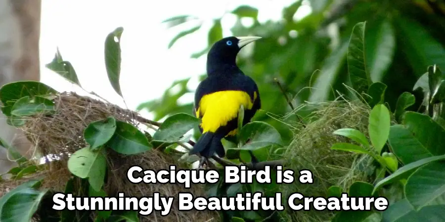 Cacique Bird is a Stunningly Beautiful Creature 