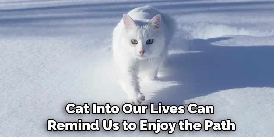  Cat Into Our Lives Can Remind Us to Enjoy the Path 
