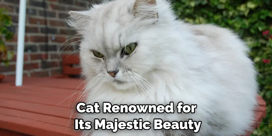 Cat Renowned for Its Majestic Beauty