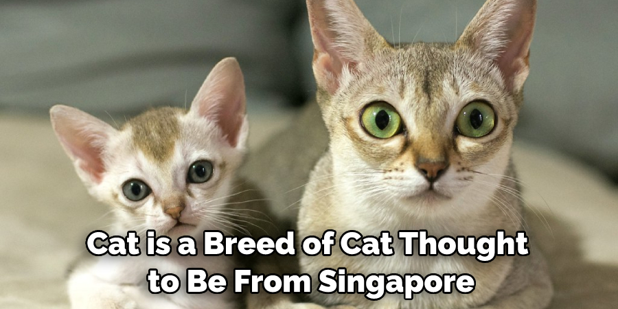 Cat is a Breed of Cat Thought to Be From Singapore